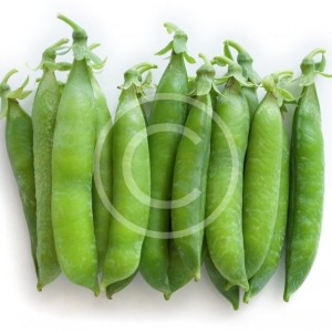 Stacked fresh green peas [pisum sativum] - top view of pods